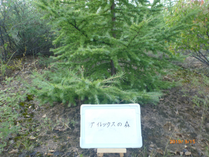 アイレックスの森