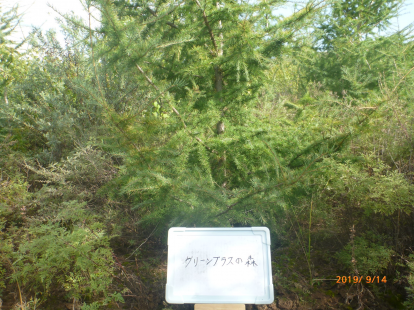 グリーンプラスの森