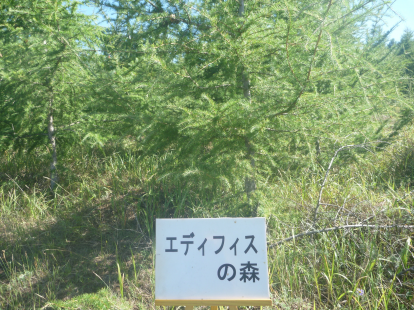 エディフィスの森