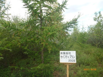 セイフティプランの森