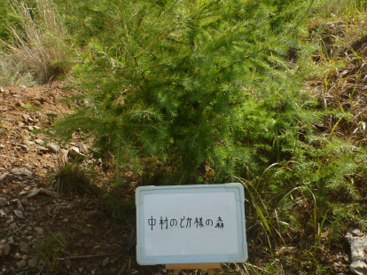 中村のどか様の森
