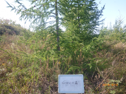 Greenzの森