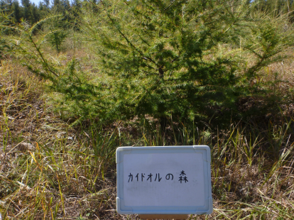 カインドオルの森