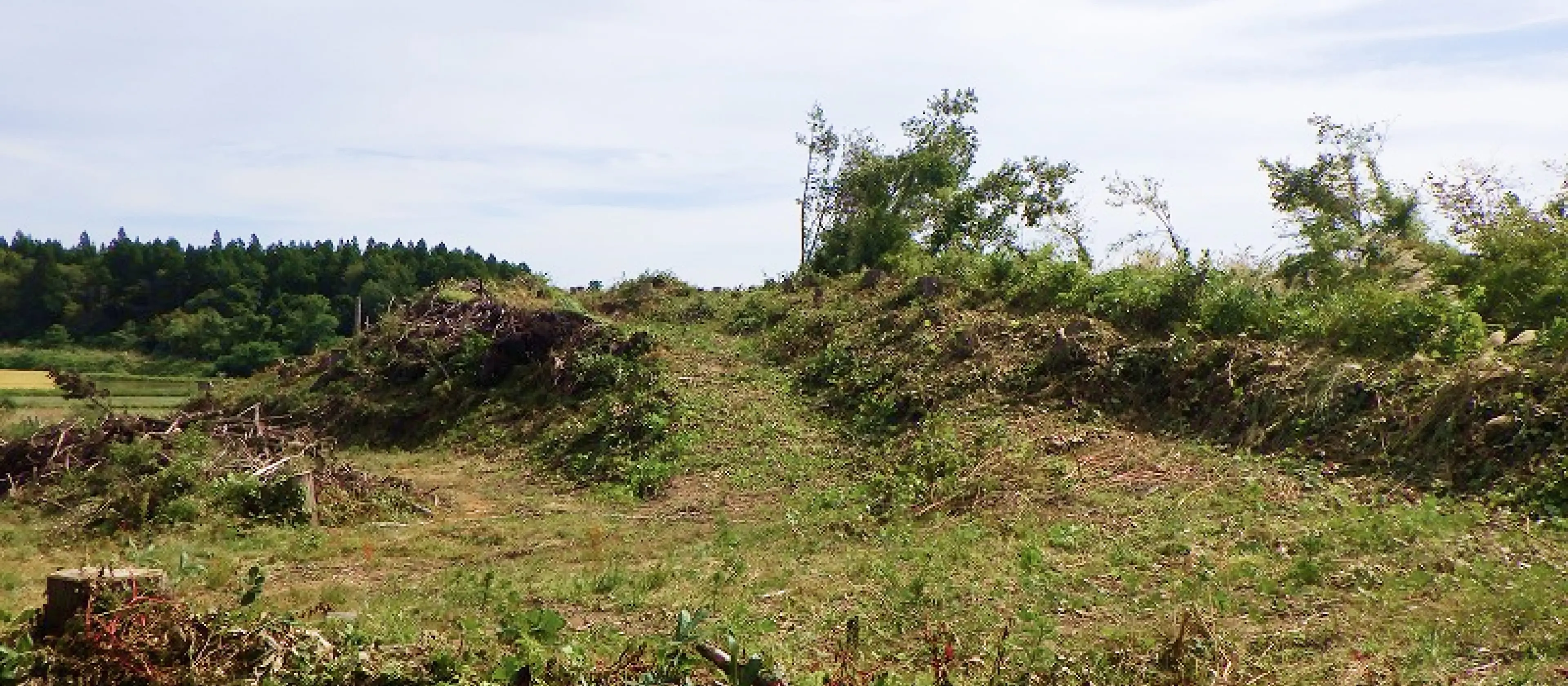 秋田の植林