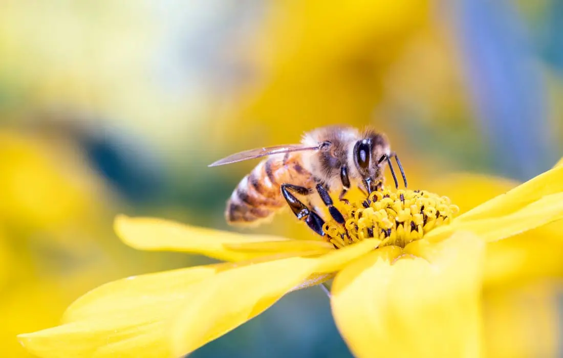 ミツバチが黄色い花に止まっている様子