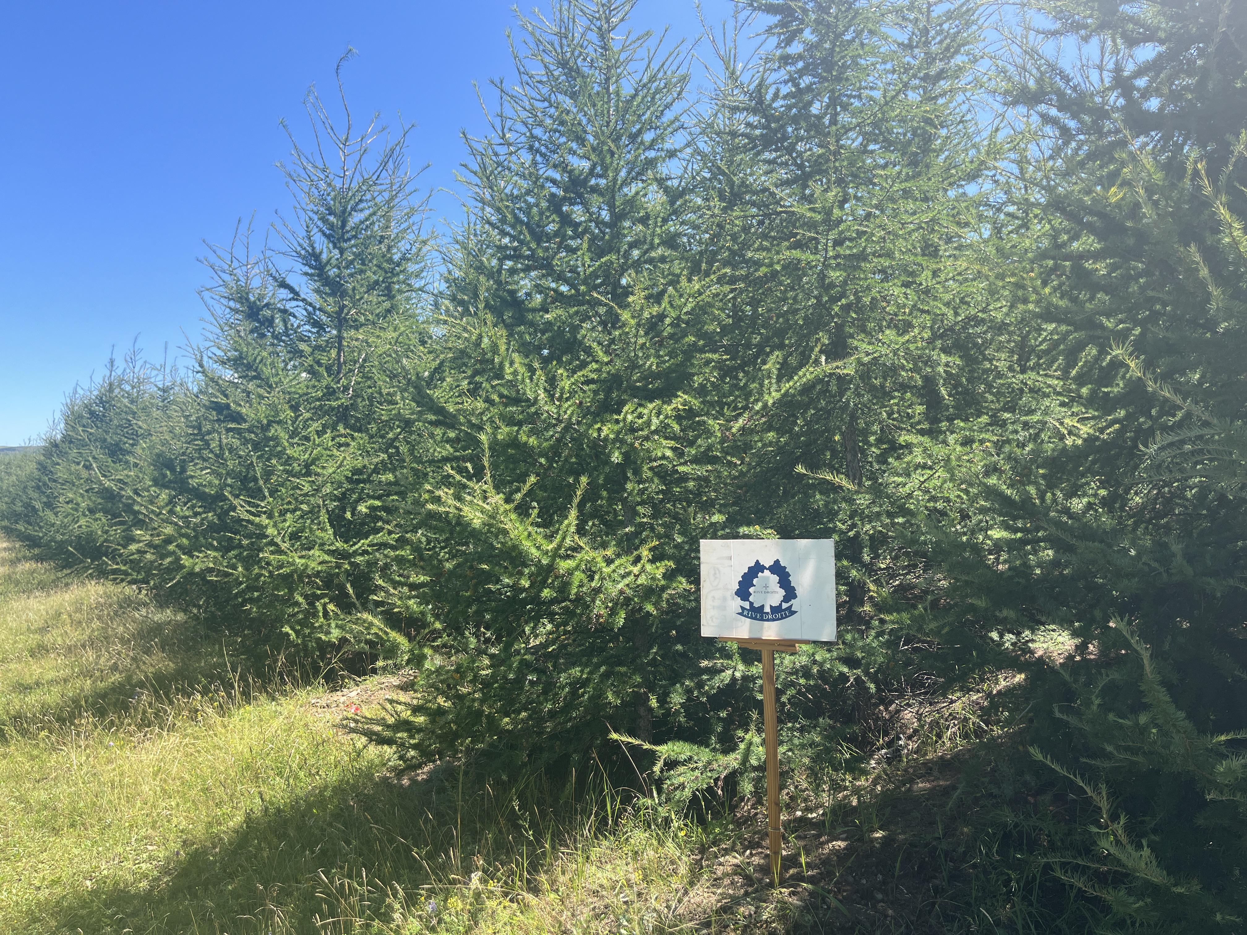 RIVE DROITEの森