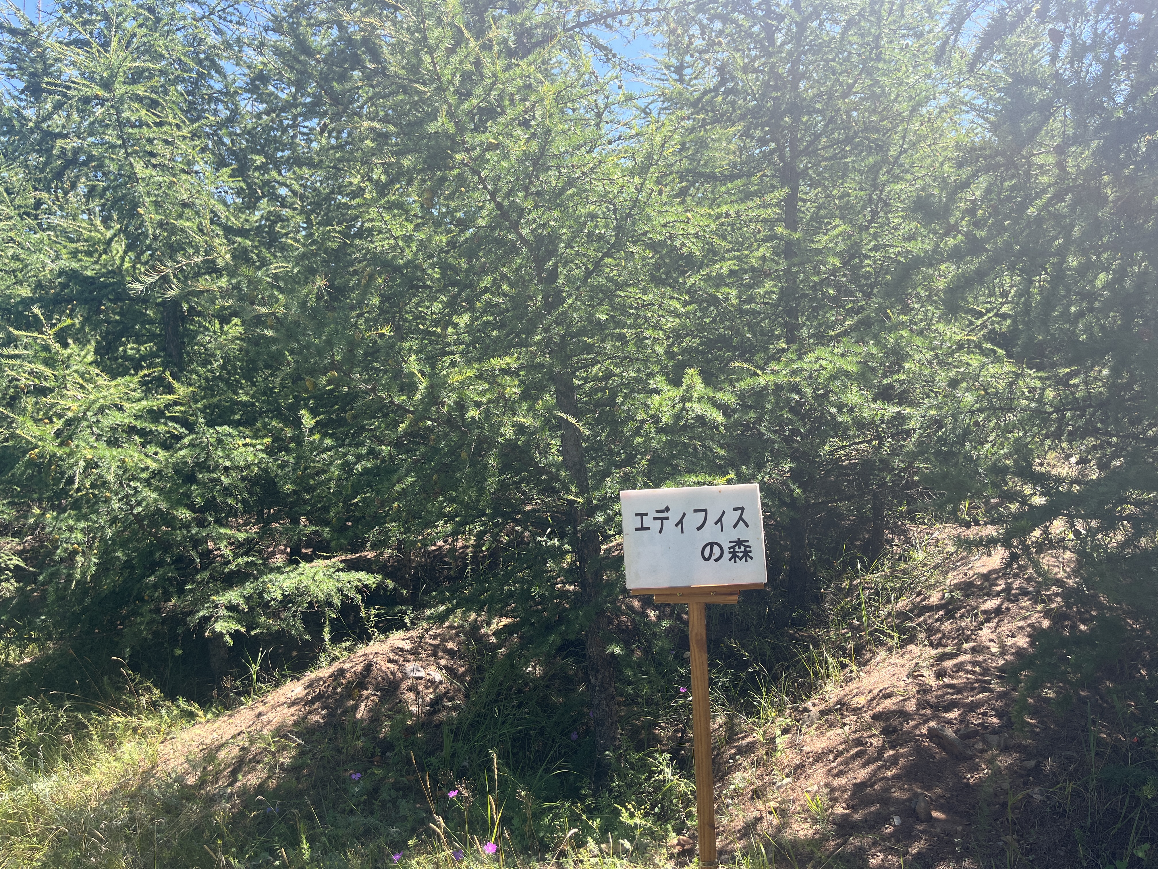 エディフィスの森