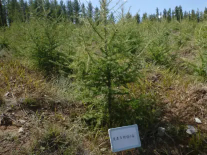 鹿島茂樹様の森