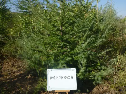 神奈川区民まつりの森