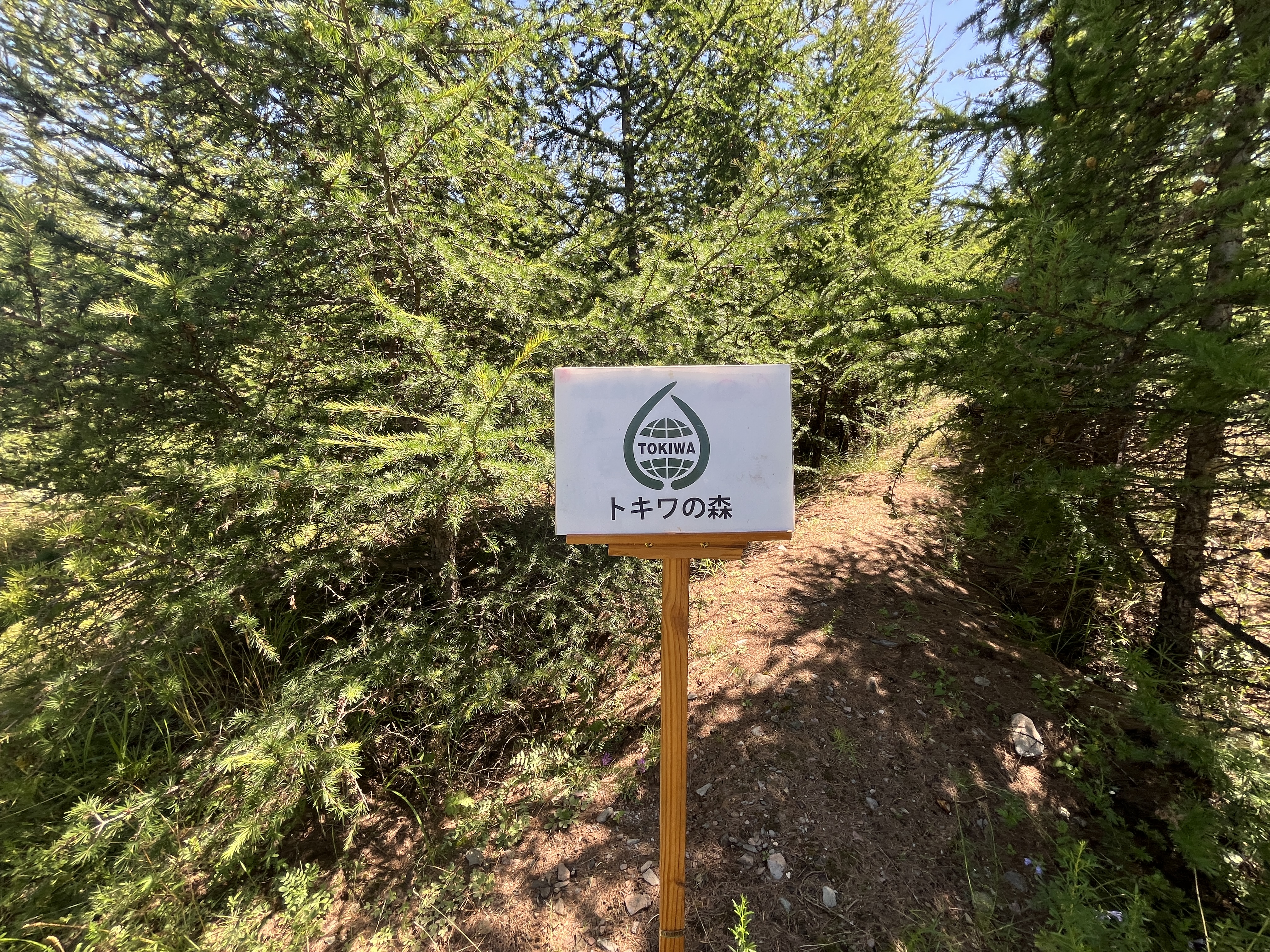 トキワの森