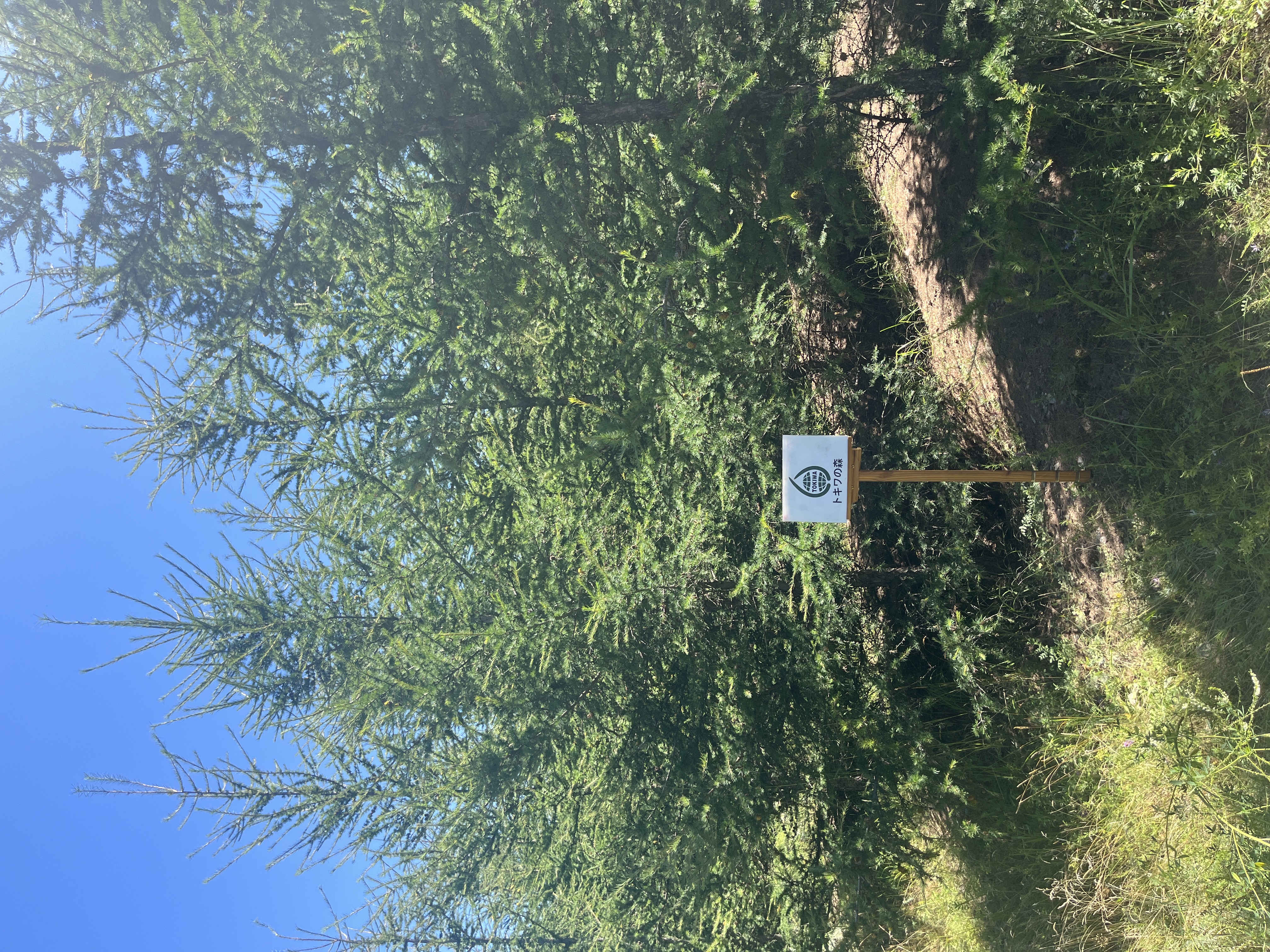 トキワ2025_2.JPG
