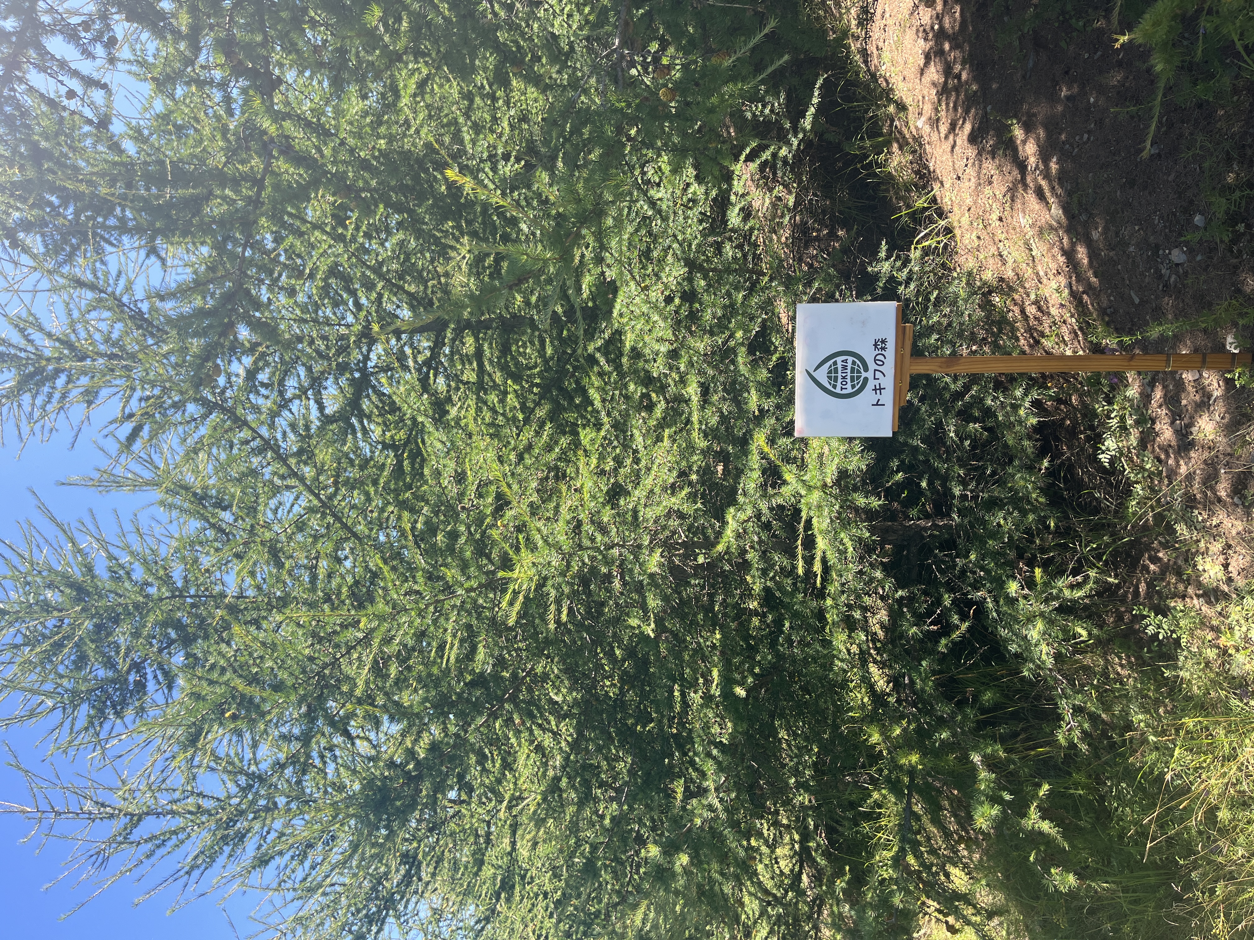 トキワ2025_3.JPG