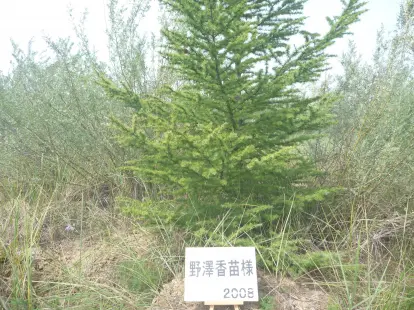 野澤香苗様の森