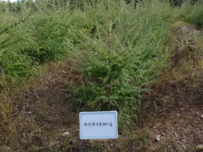 横浜総合高校の森