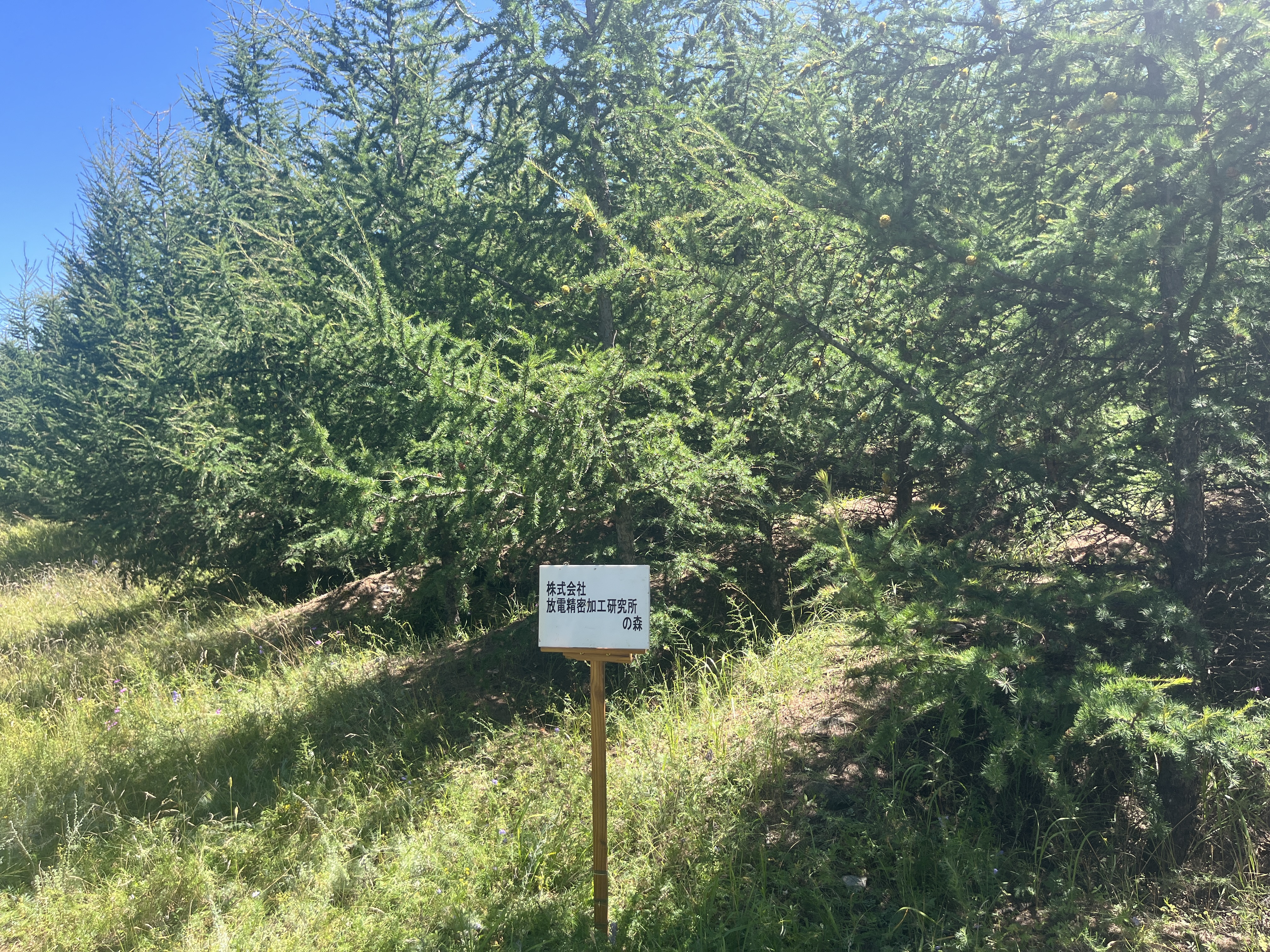 ㈱放電精密加工研究所 大和事業所の森