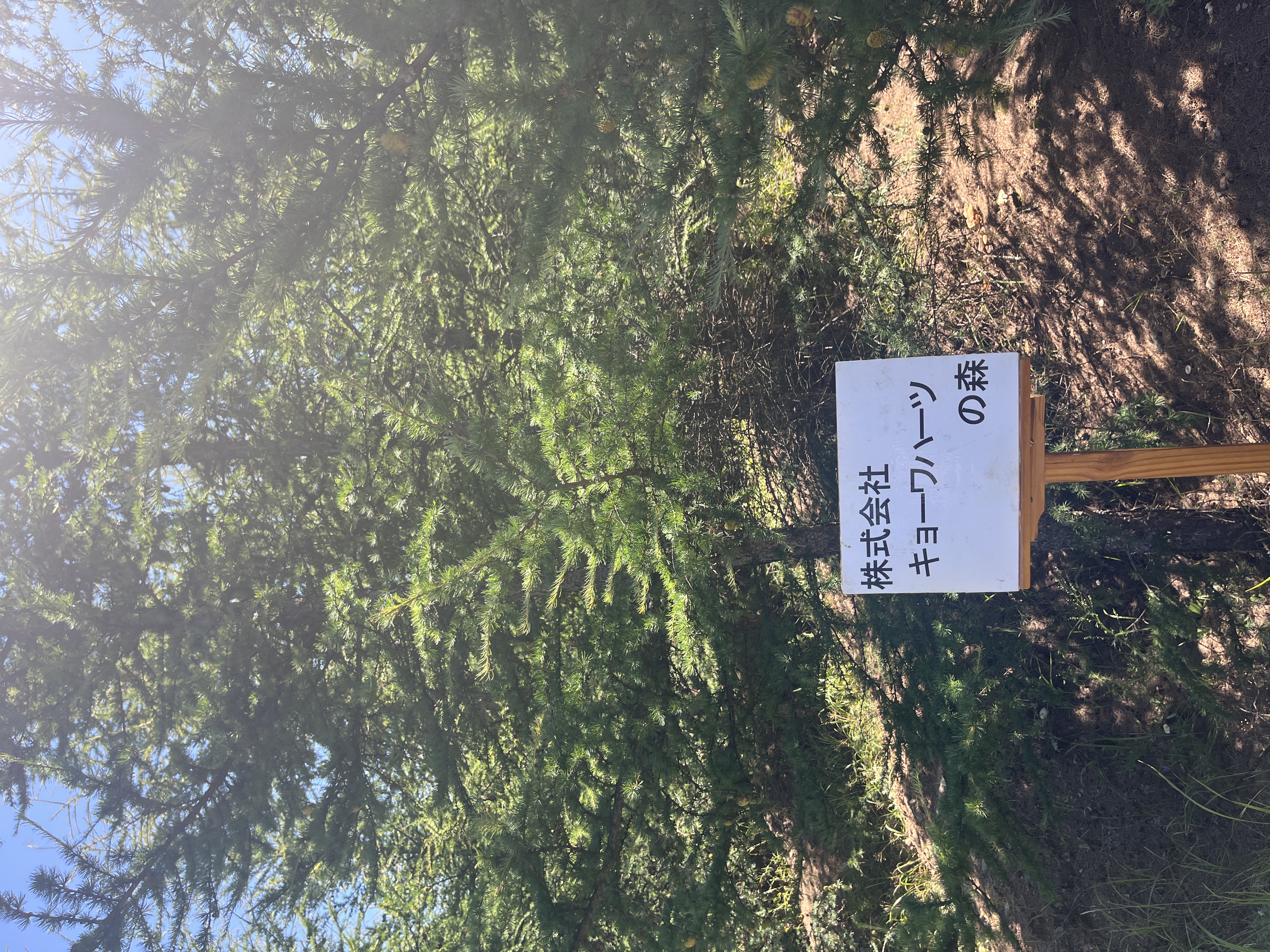 株式会社キョーワハーツの森