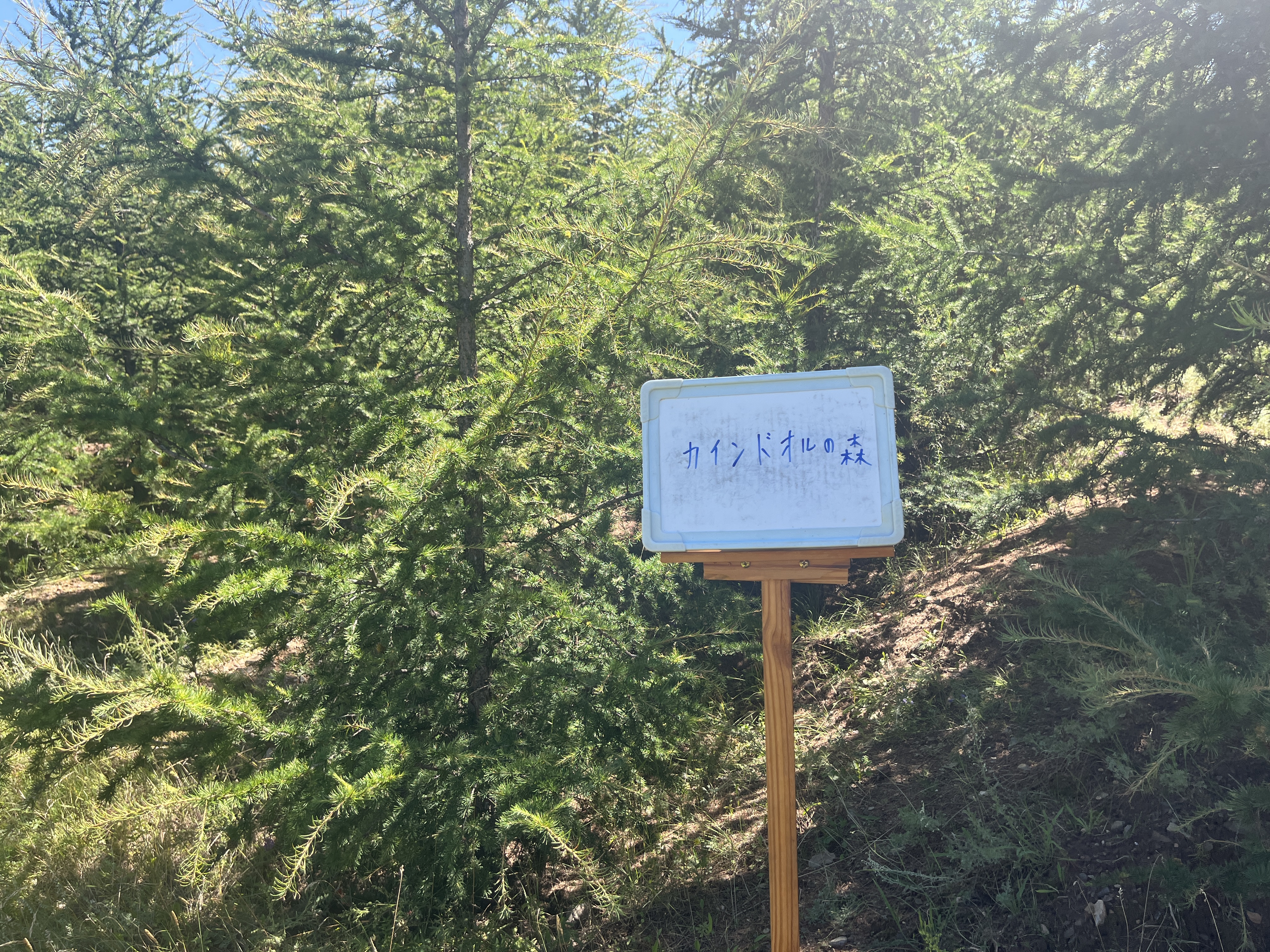 カインドオルの森