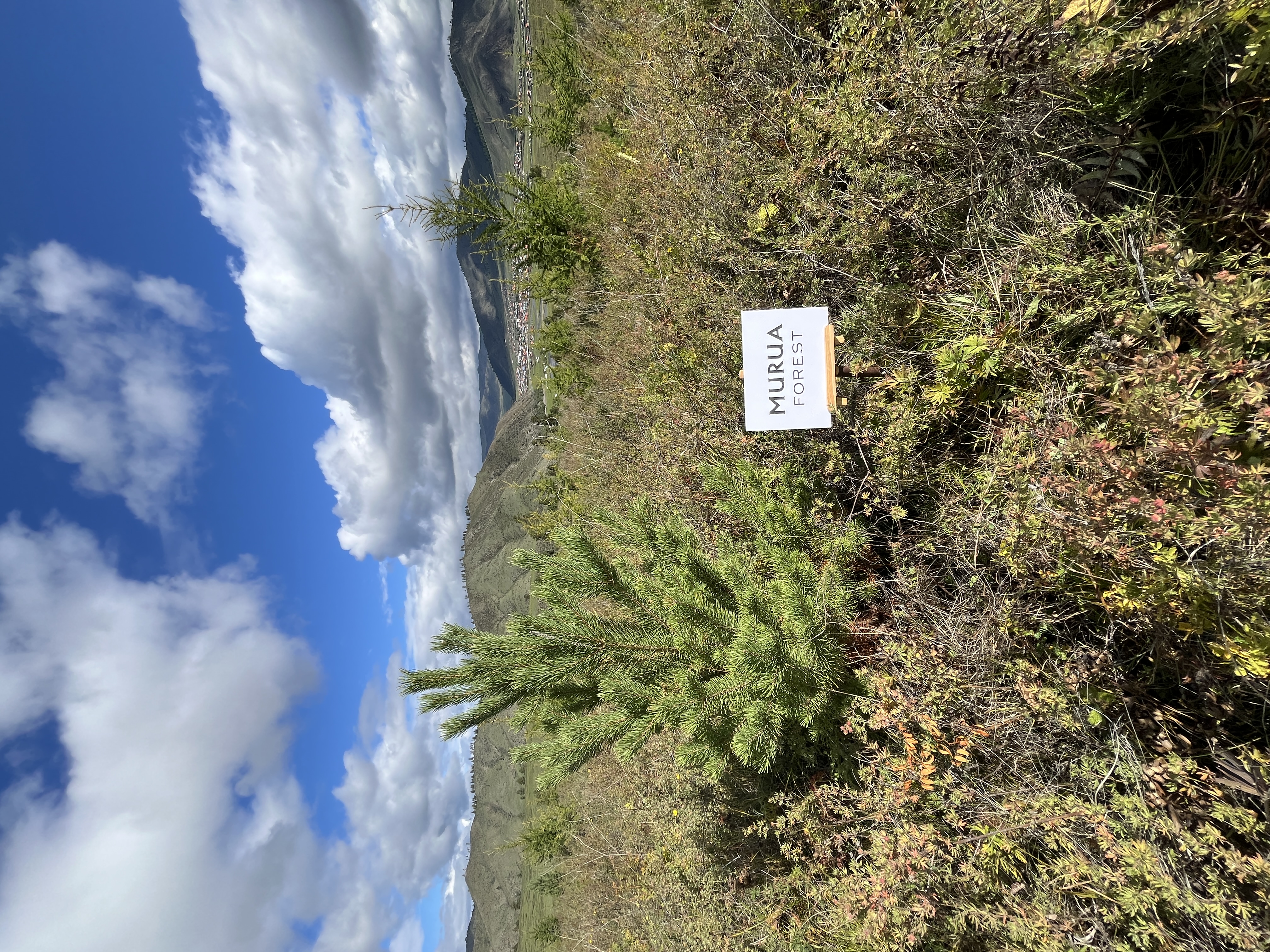 MURUAの森