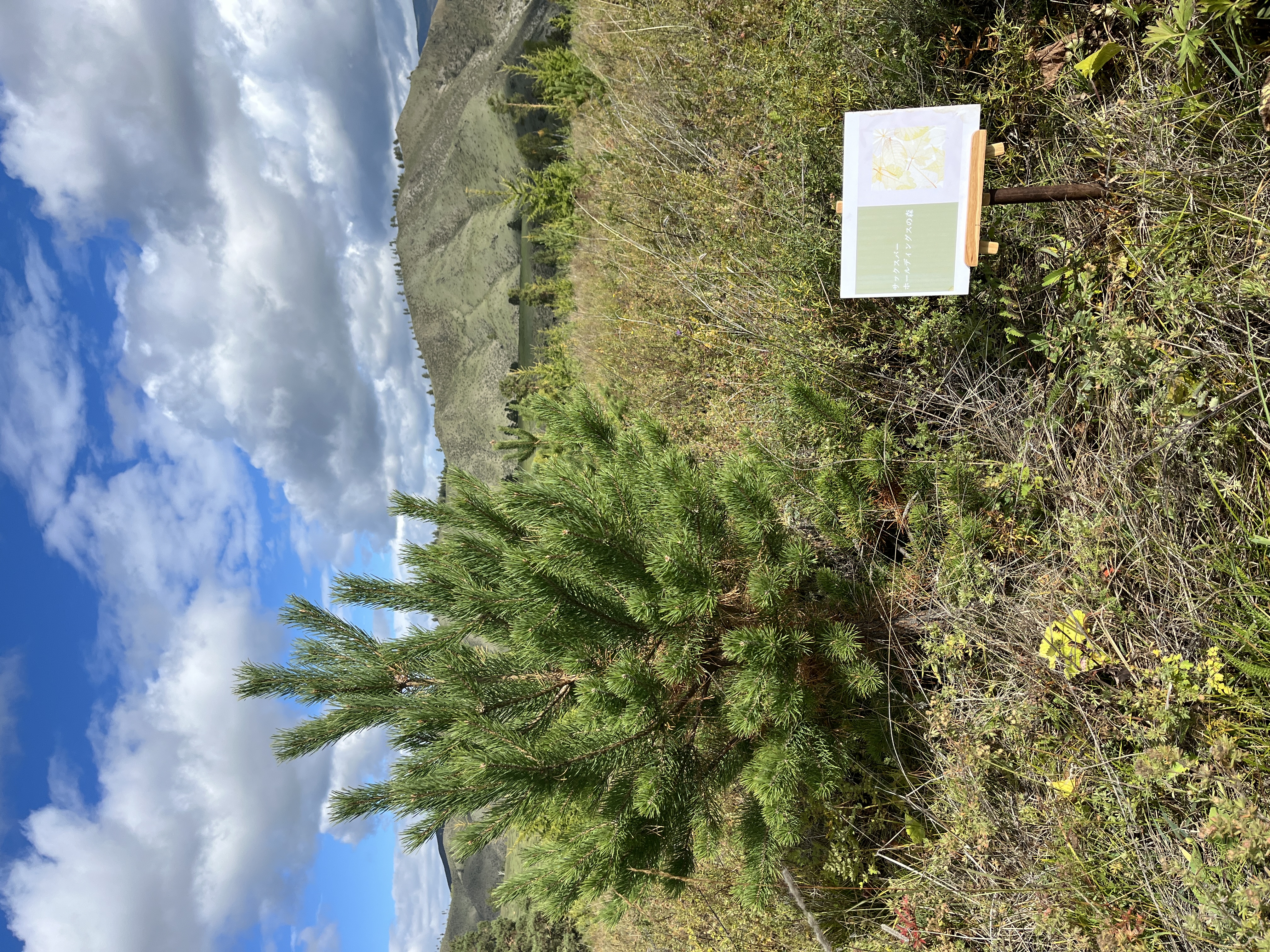 サックスバーホールディングスの森