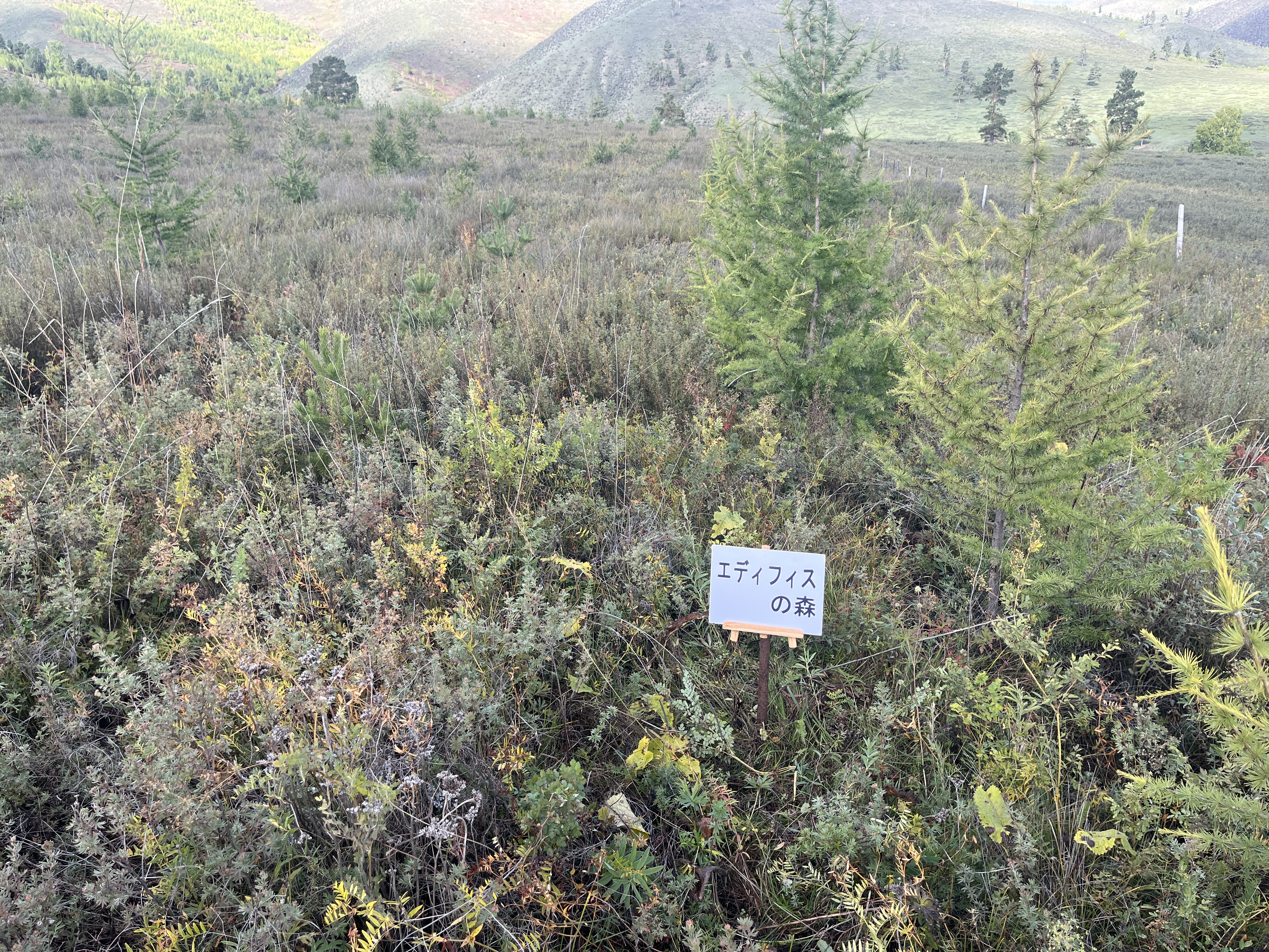 エディフィスの森