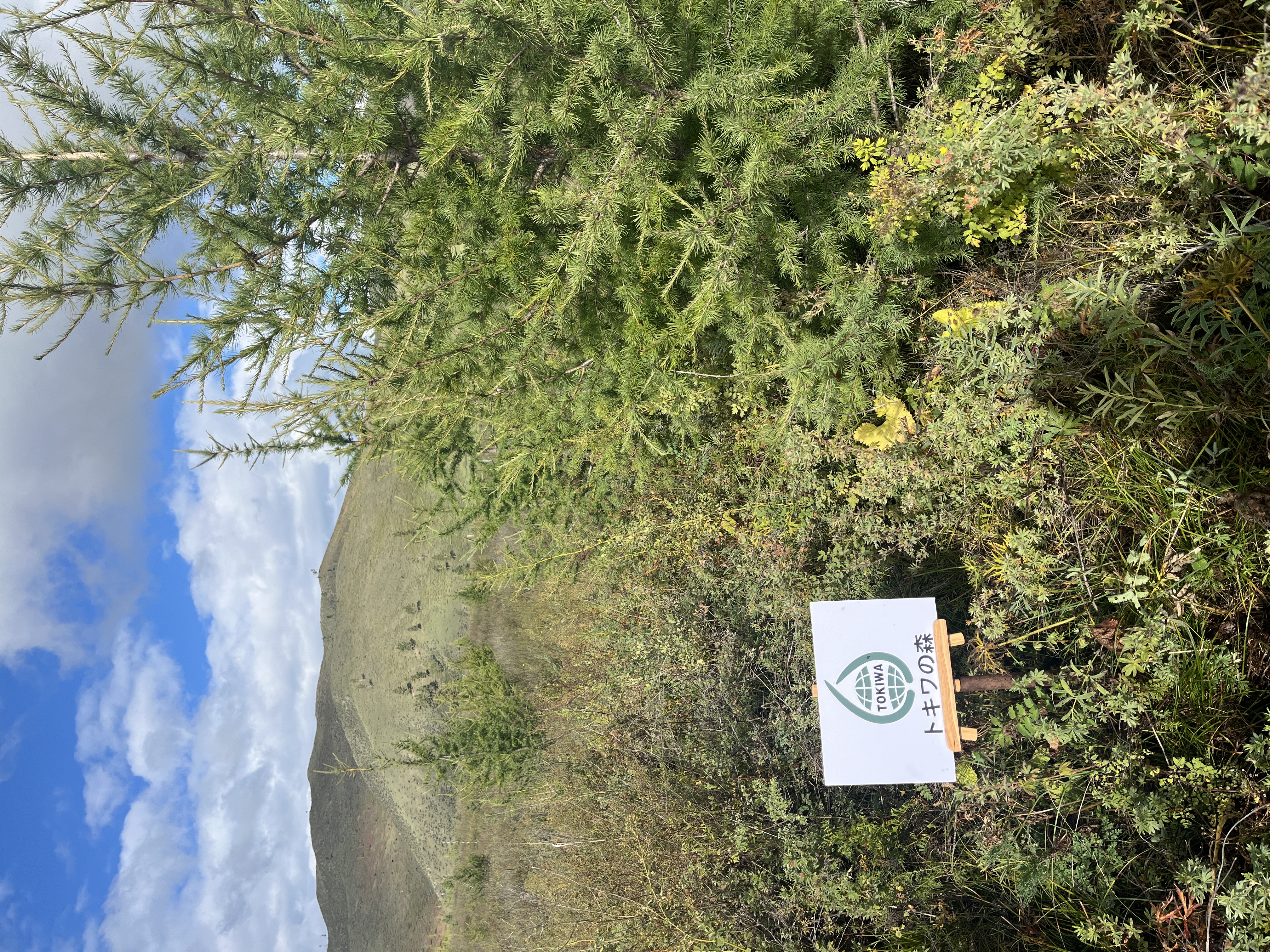 トキワの森