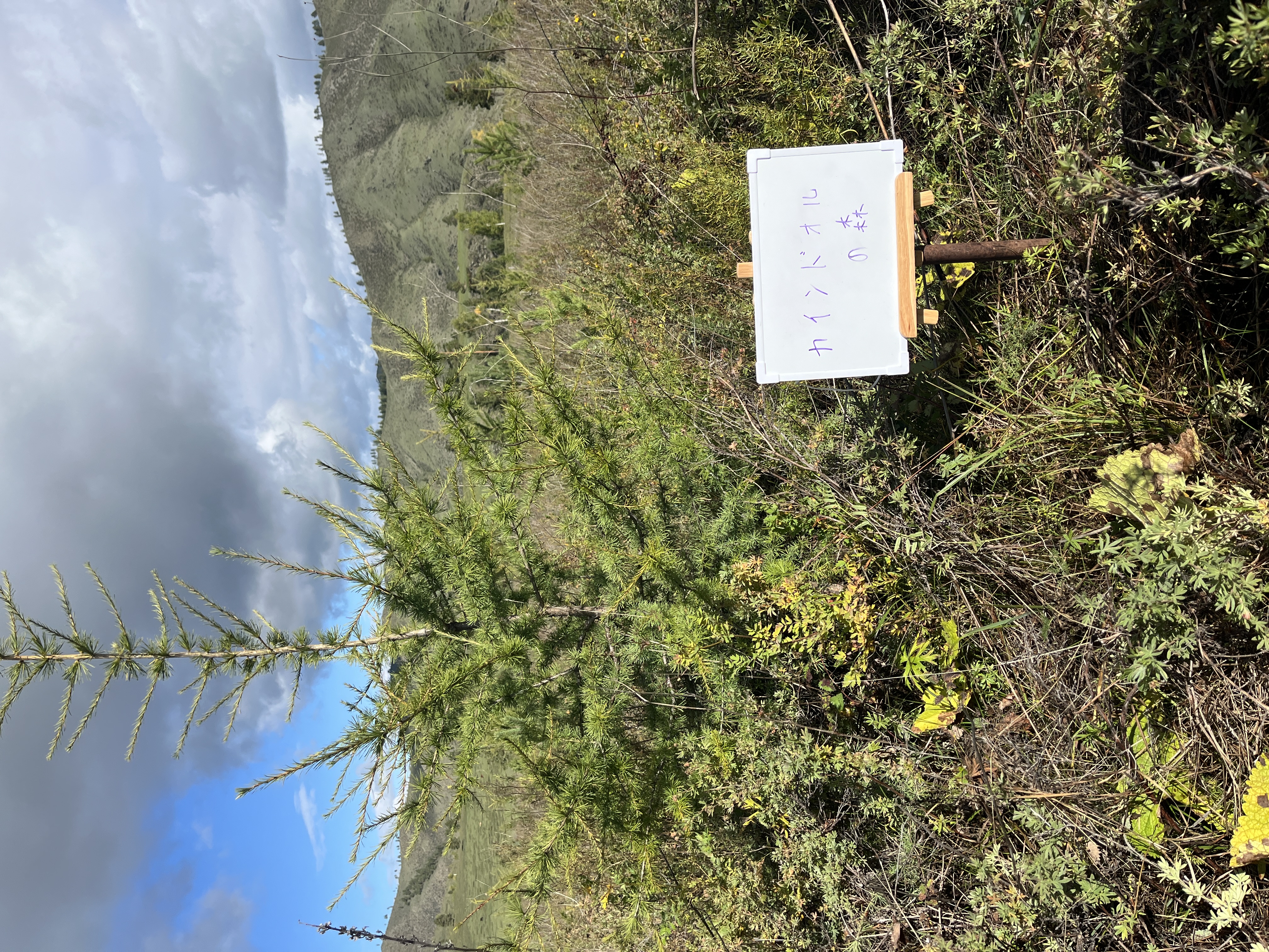 カインドオルの森