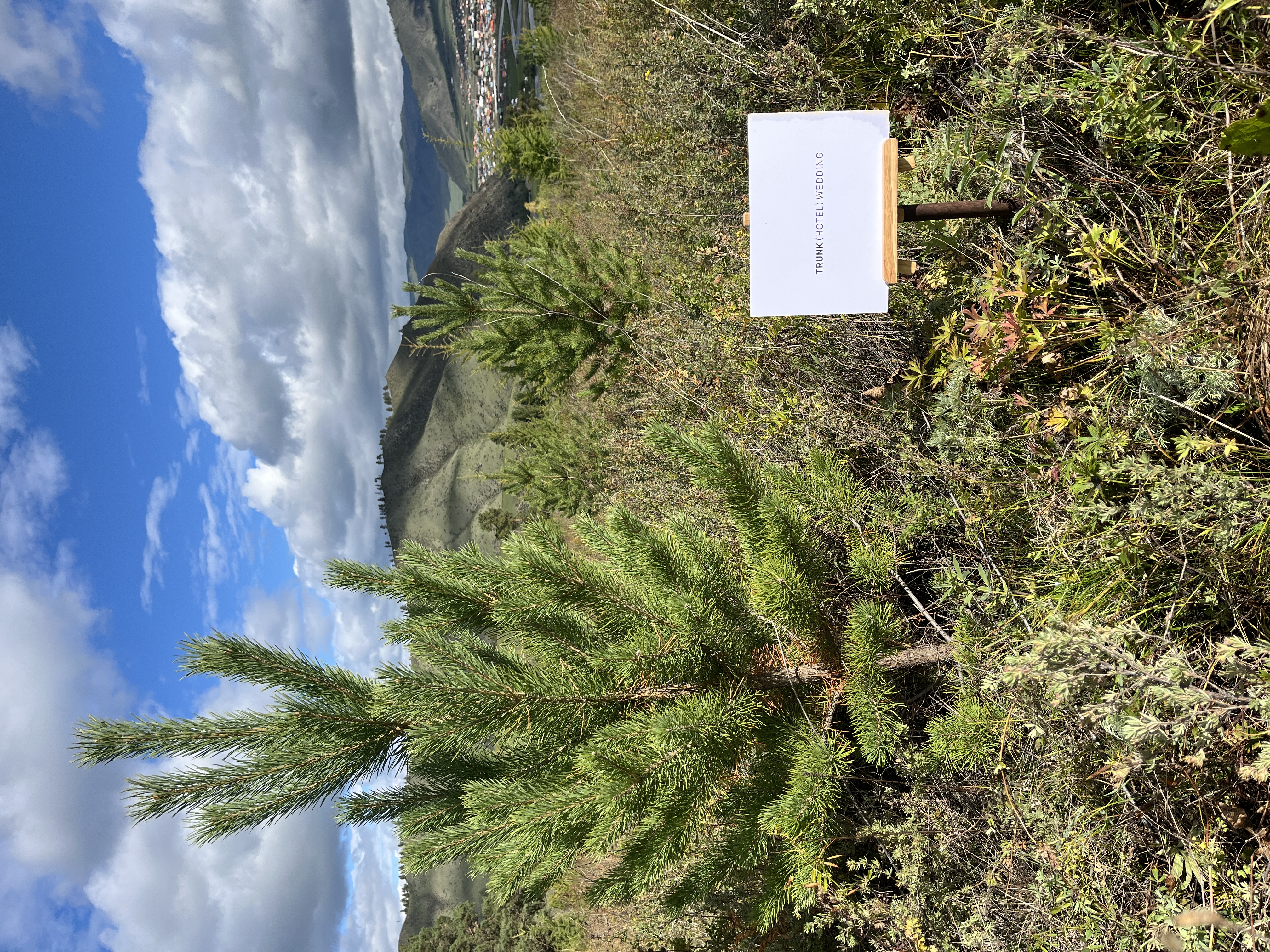 TRUNK(HOTEL) WEDDINGの森