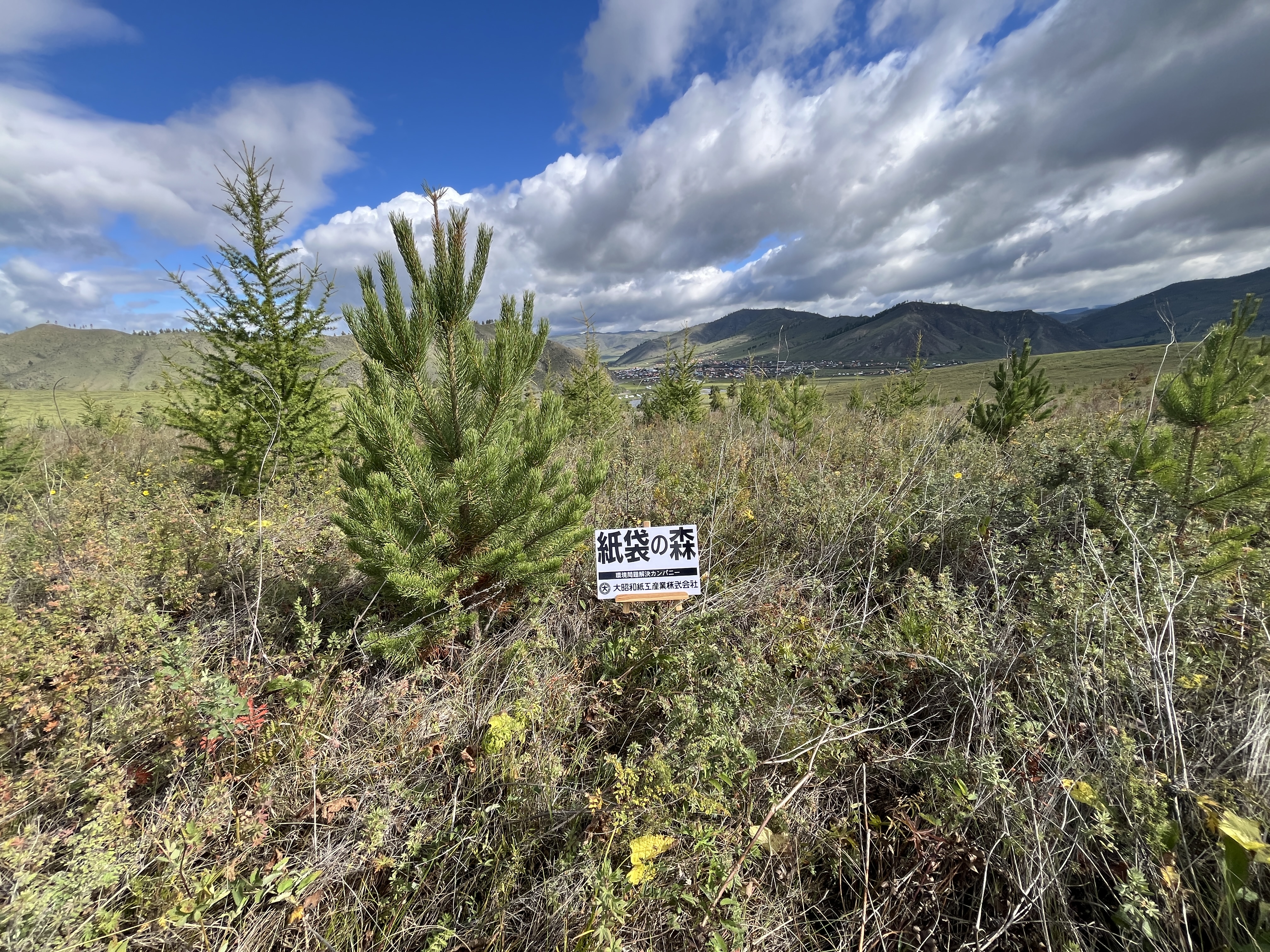 紙袋の森