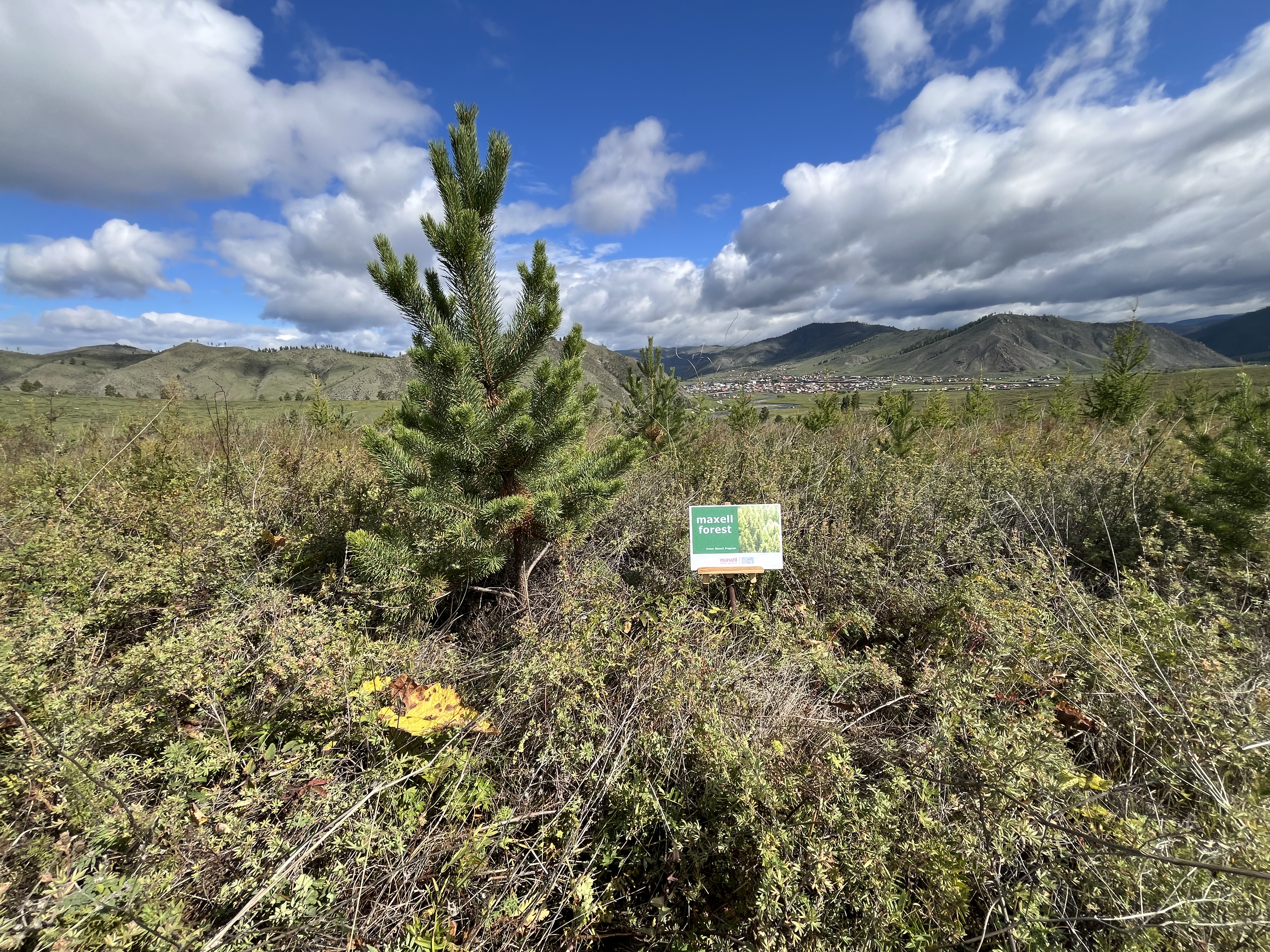 maxell forest