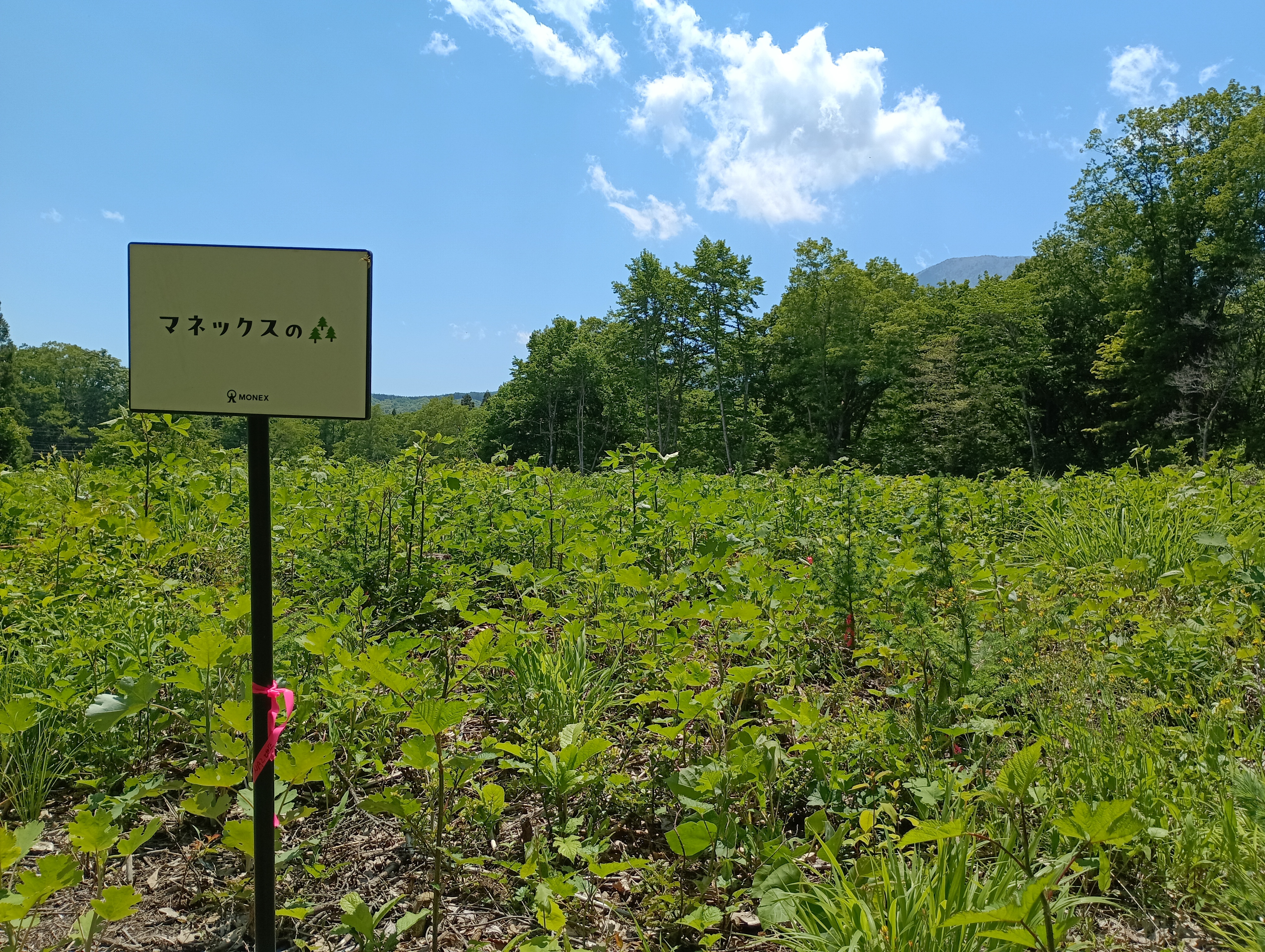 マネックスの森
