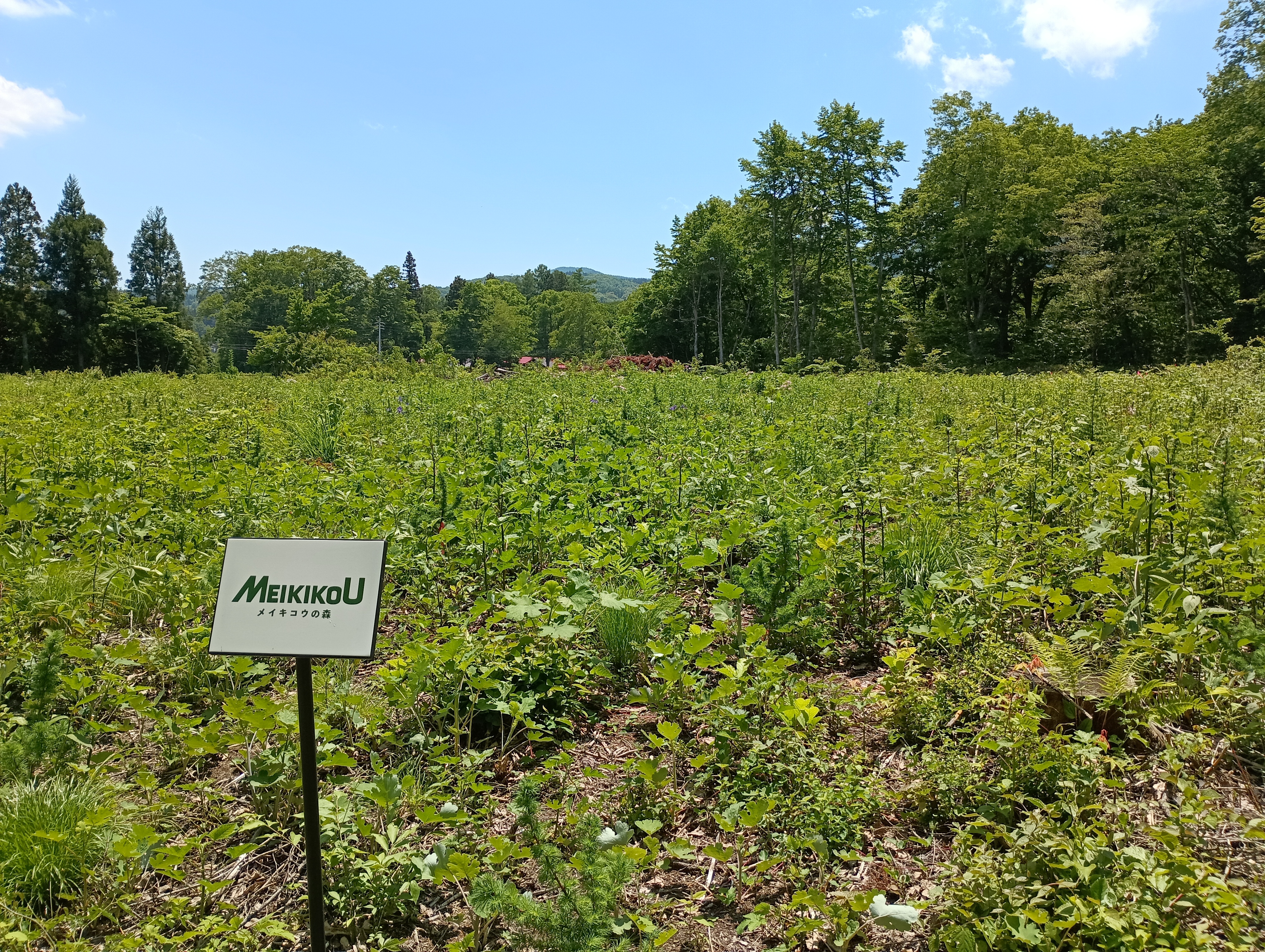 メイキコウの森