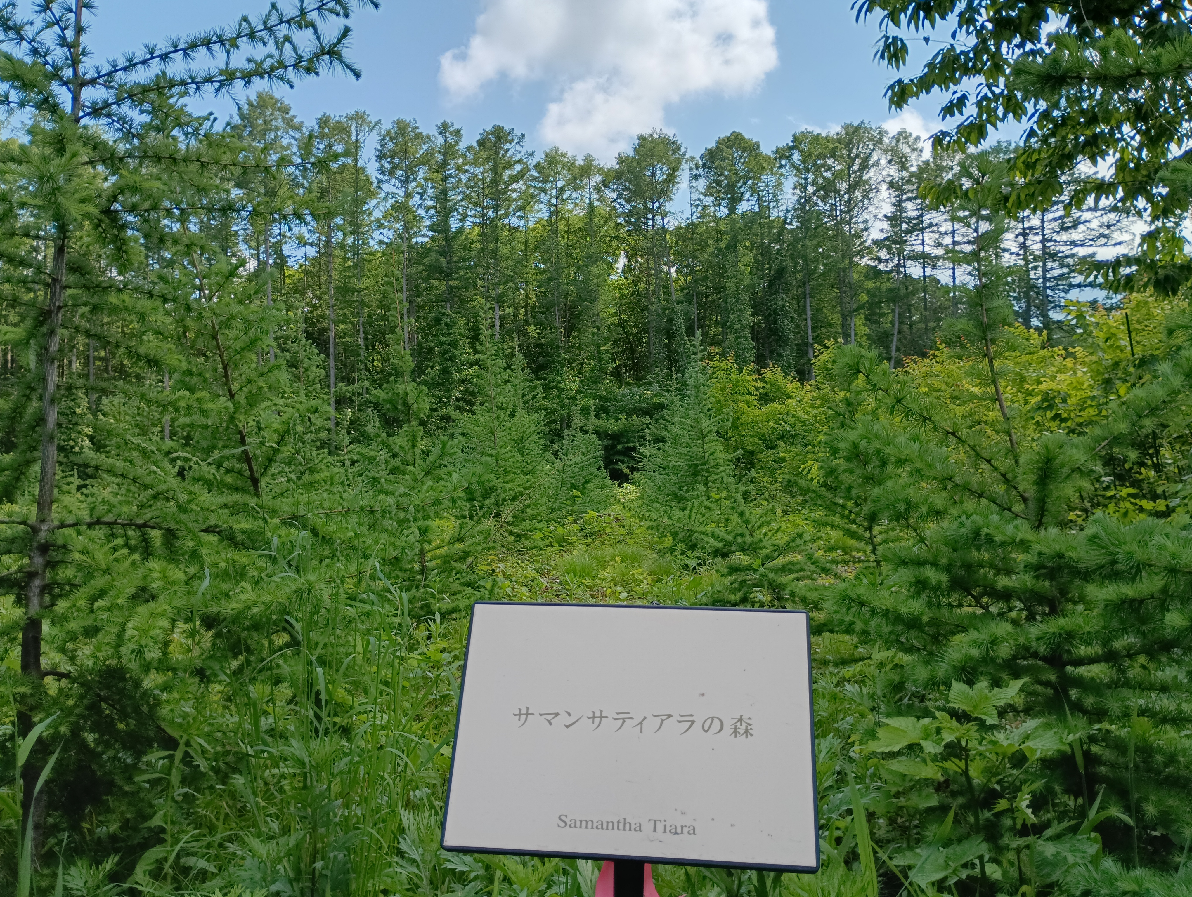 サマンサティアラの森