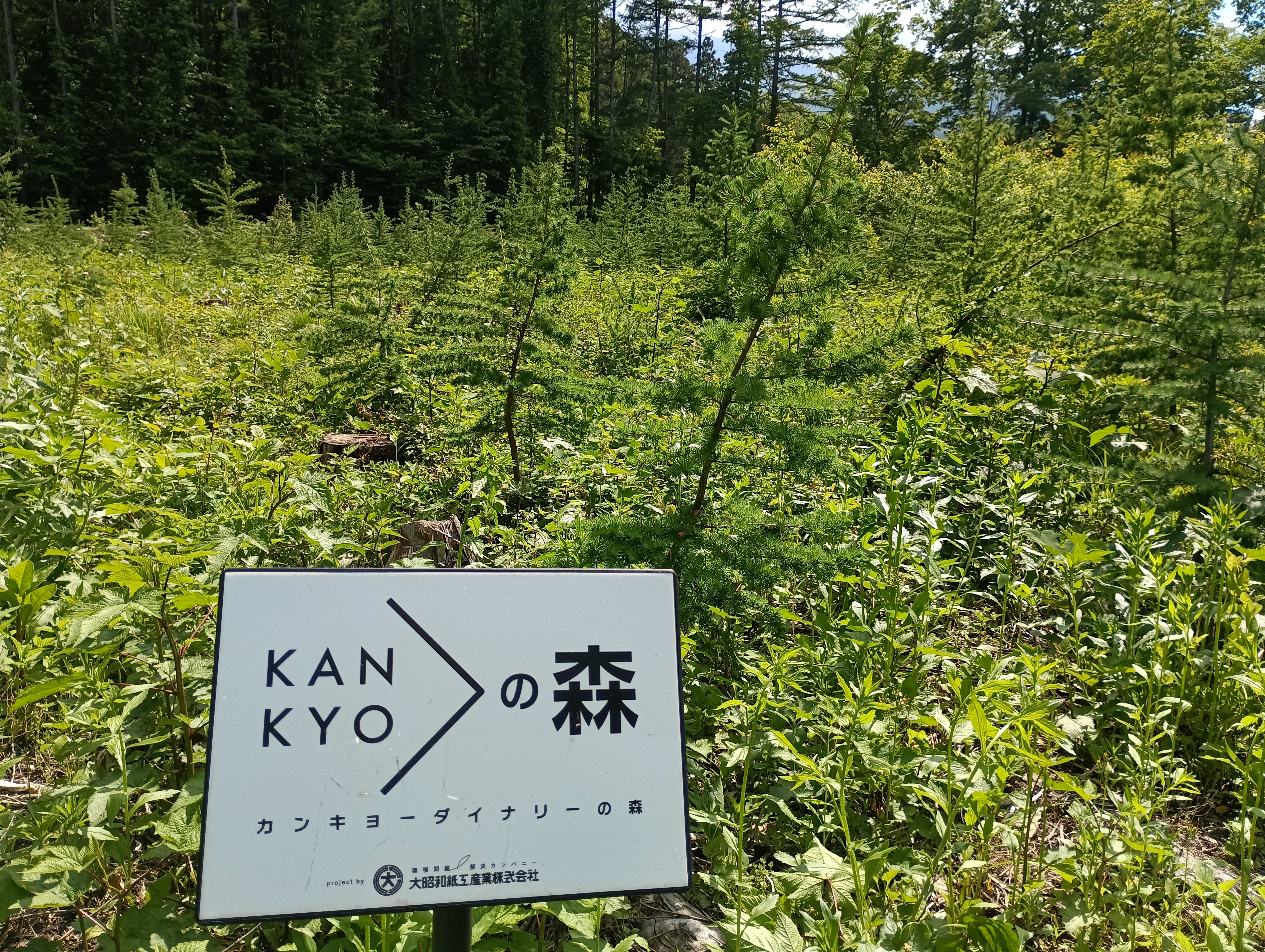 カンキョーダイナリーの森
