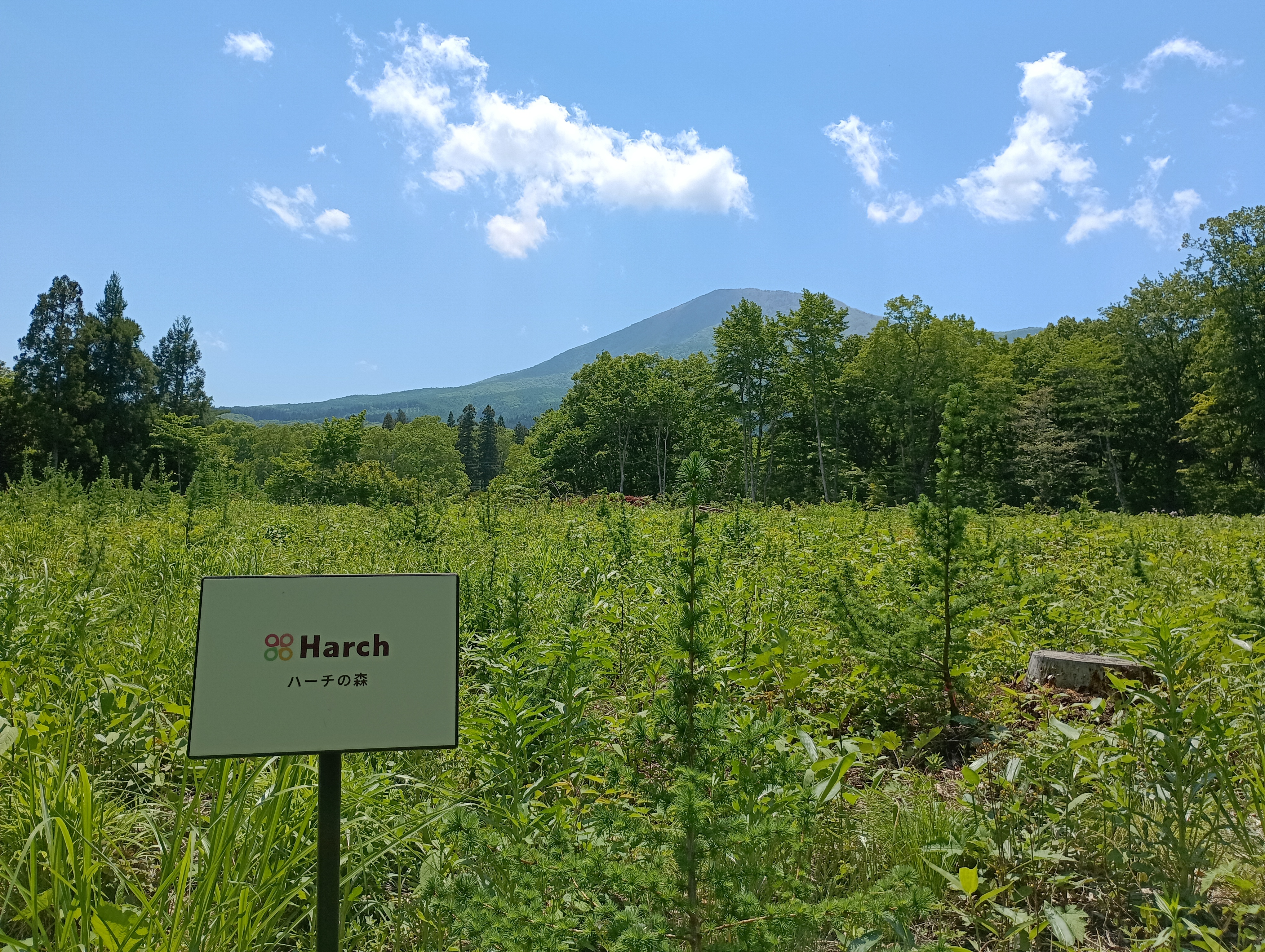ハーチの森