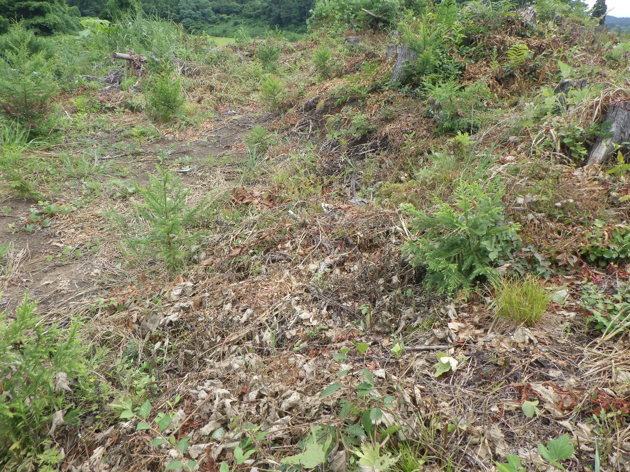 秋田3.jpg