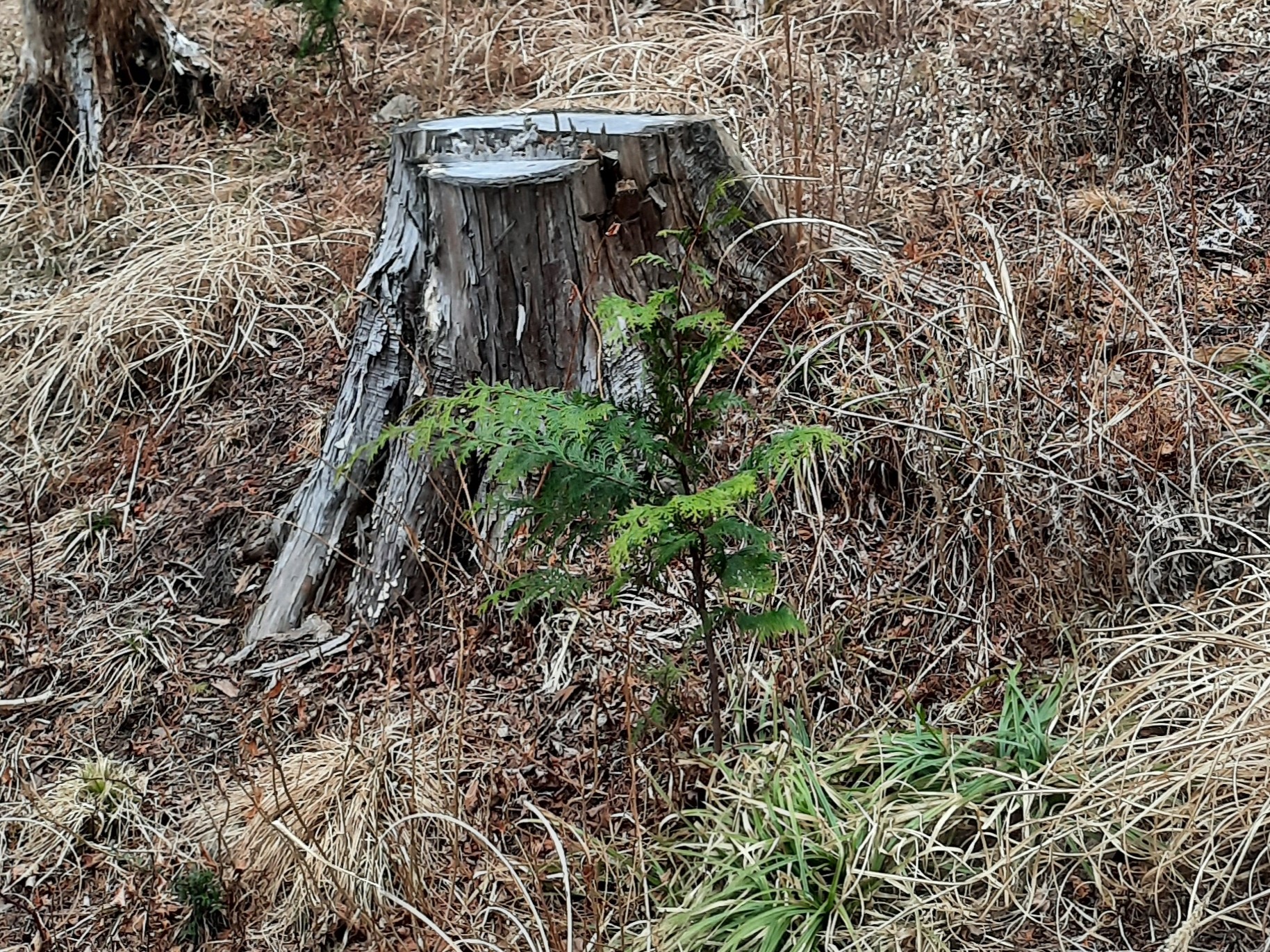 ダイドーの森