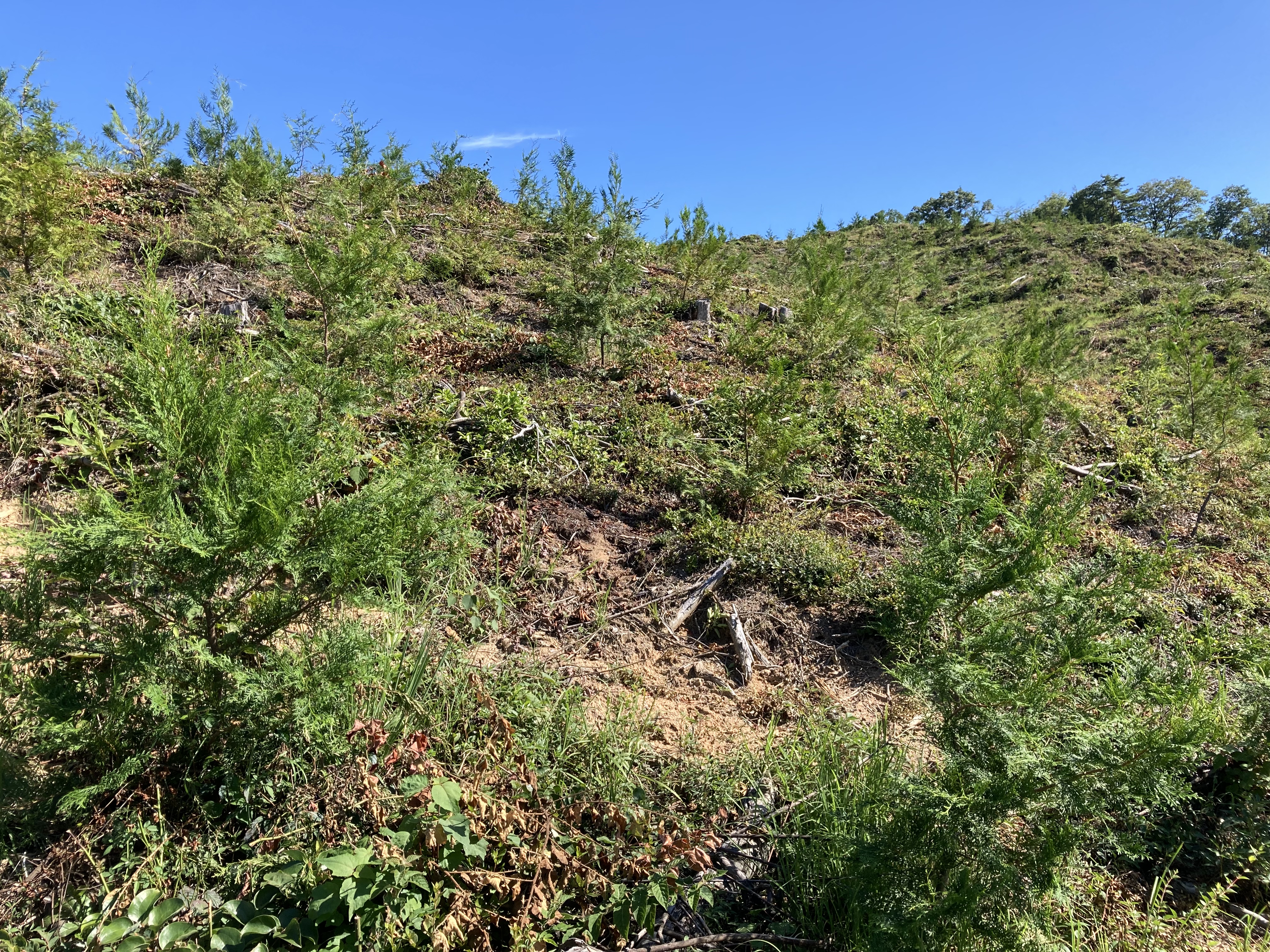 広島3.jpg