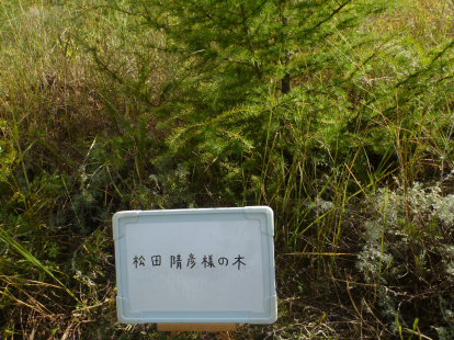 松田晴彦様の木